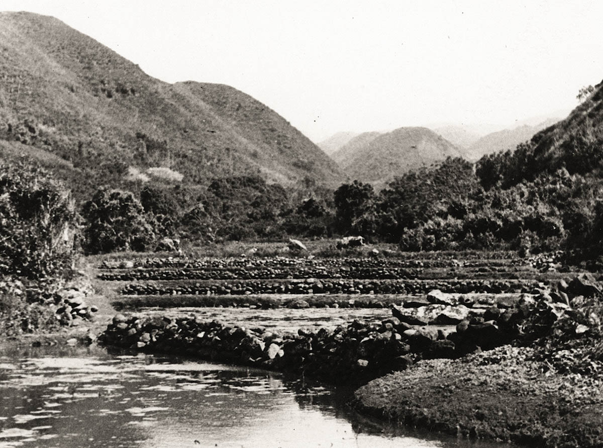 historical photo of taro terraces