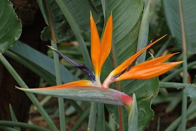 Bird of Paradise (Crane Flower)