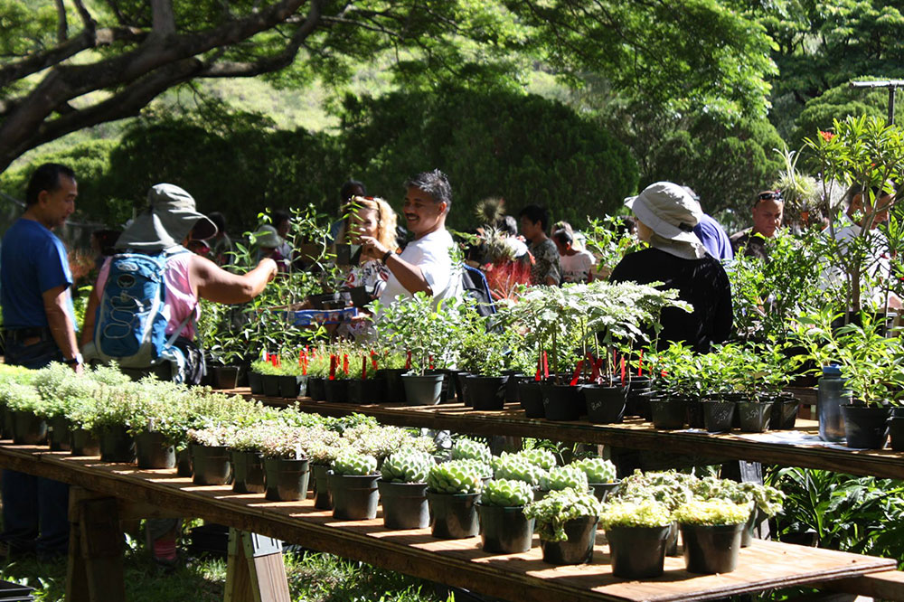 halawa xeriscape garden plant sale