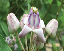 purple xeriscape plant
